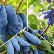 Комплект из 3-х трехлетних саженцев жимолости в контейнере